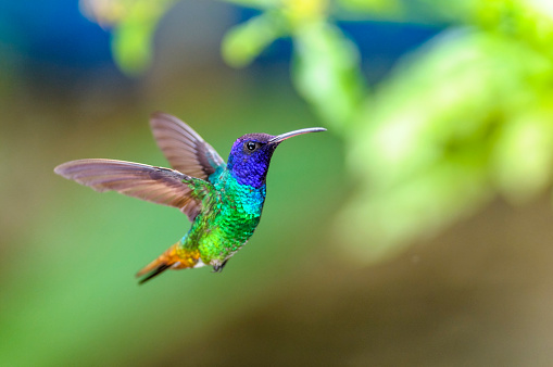 Green, blue, brown hummingbird with long beak flying around