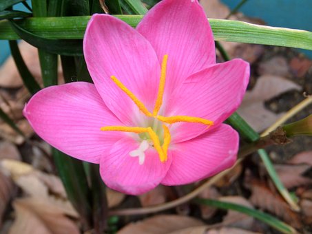Pink flower with yellow antennae, green and brown leaves on the ground